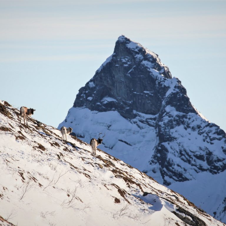 Rentiere und der Berg Trolltind bei Kjerringøy, Bodø. Foto: Roger Johansen / nordnorge.dev09.dekodes.no