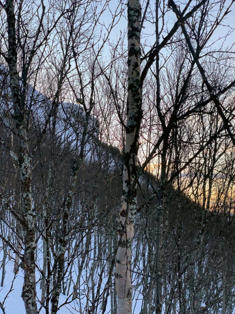 Heading up, one sees the cable car between the trees © Knut Hansvold