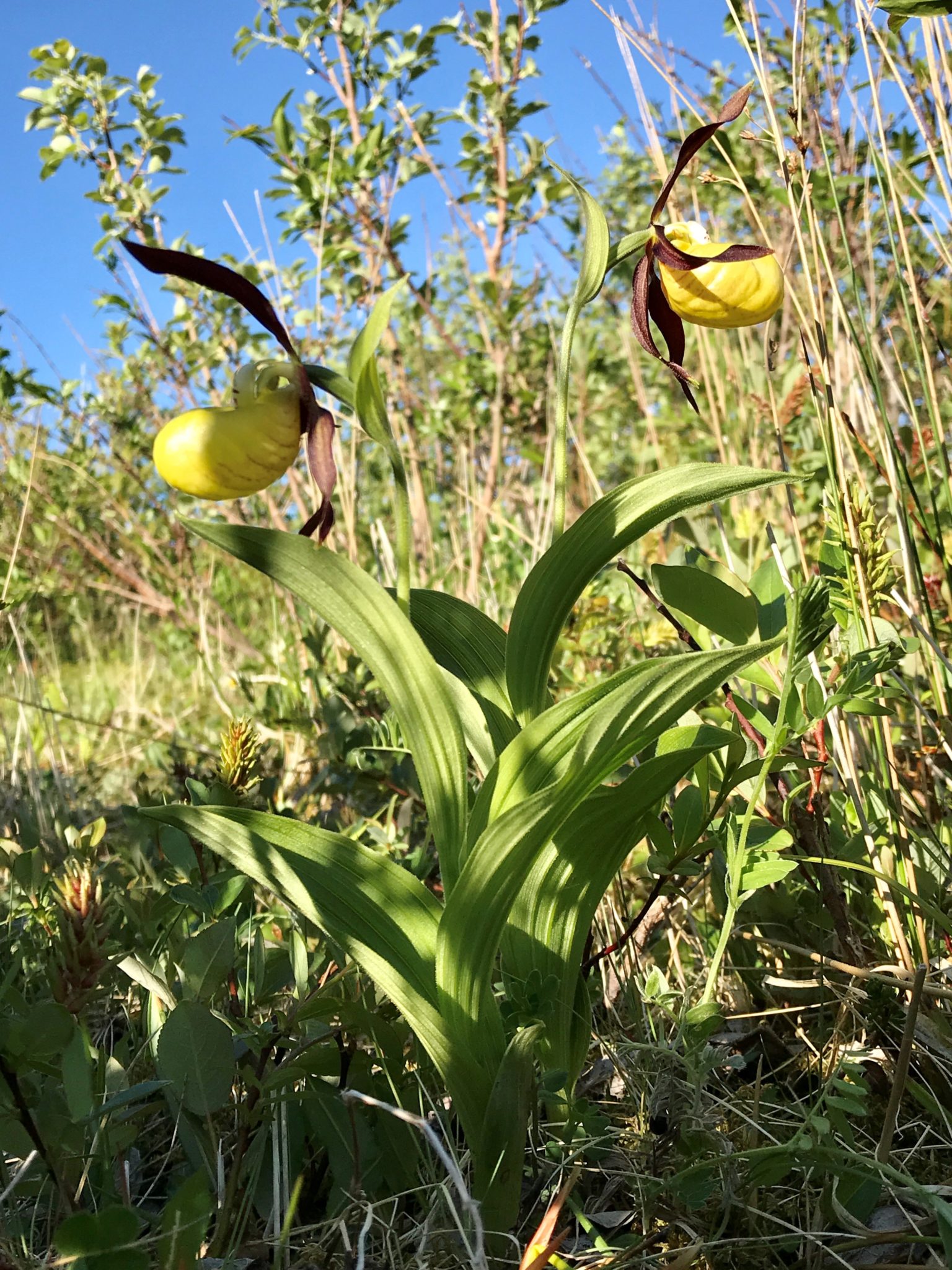 Marisko (Cypripedium calceolus), også kalt Jomfru Marias gullsko og St. Olavsbolle. Foto: Roger Johansen / nordnorge.dev09.dekodes.no
