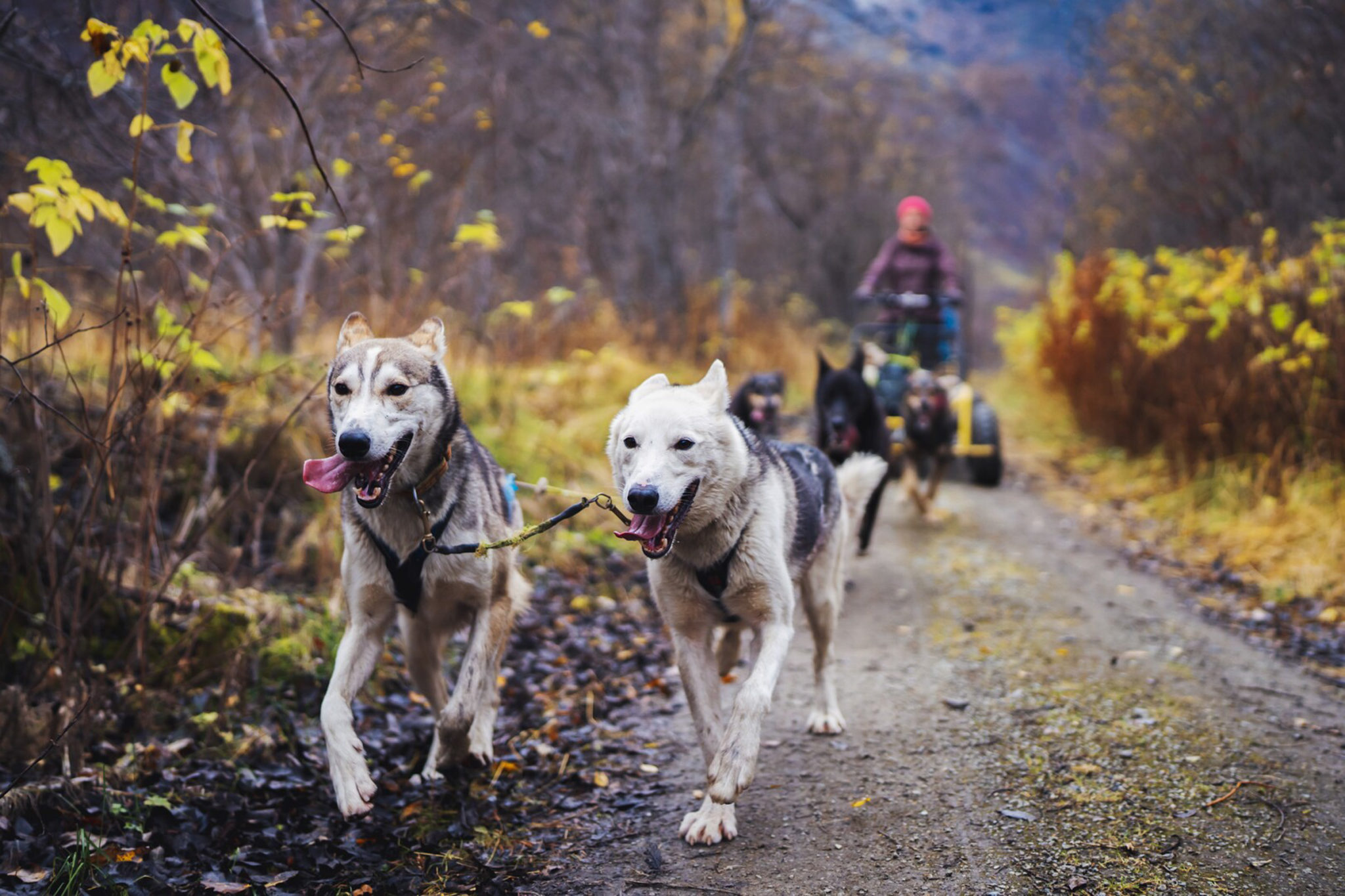 Alaska huskies, fit and strong © Petr Pavlíček / Visit Lyngenfjord