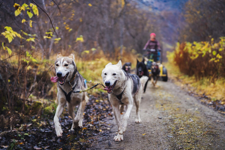 Alaskahuskies sind fit und stark © Petr Pavlíček / Visit Lyngenfjord