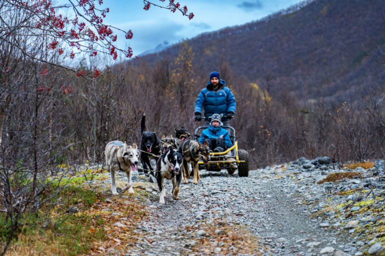 The dogs love dog sledding even more than you do © Petr Pavlíček / Visit Lyngenfjord