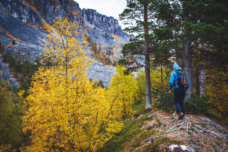 50 shades of yellow in the Reisadalen Valley © Petr Pavlíček