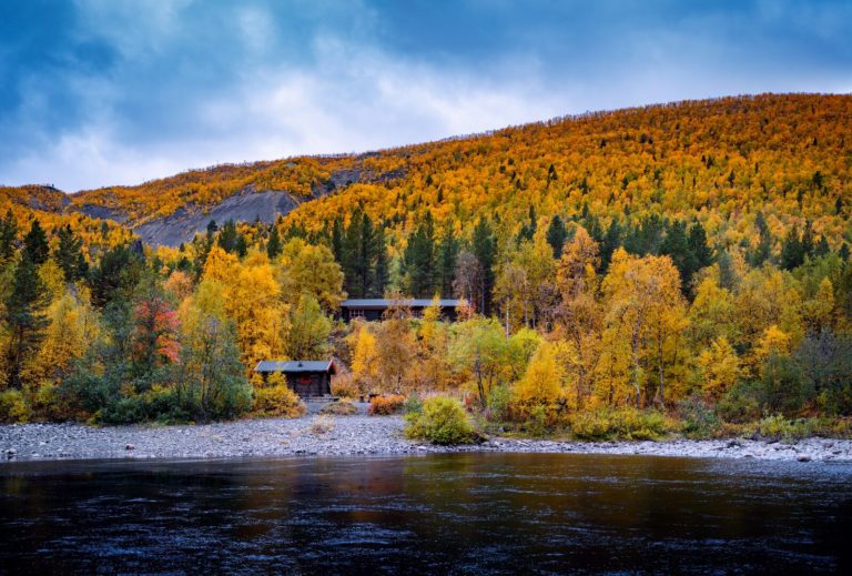 Whereas the conifers stay green, the birch gets stark yellow in September © Petr Pavlíček