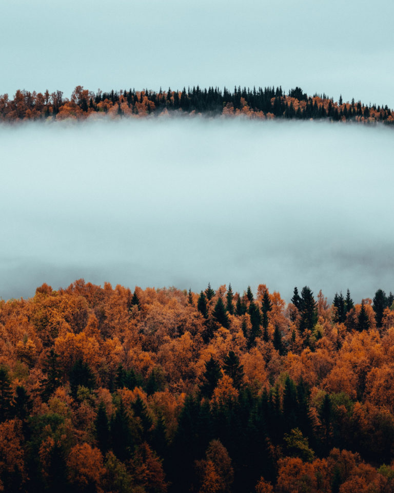 Morgennebel im Herbst auf der Insel Senja © Steffen Fossbakk