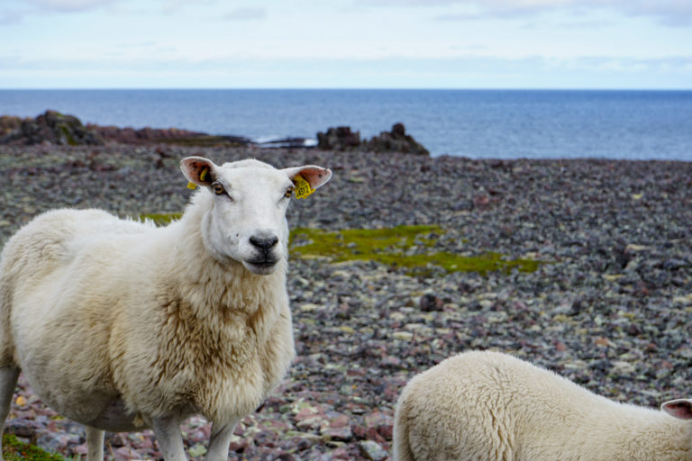 De lokale er lutter øre på vei ut til Hamningberg © Katelin Pell