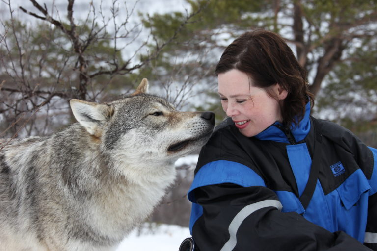 Kissing the wolf at Polar Park, Bardu. Photo: Roger Johansen / nordnorge.dev09.dekodes.no