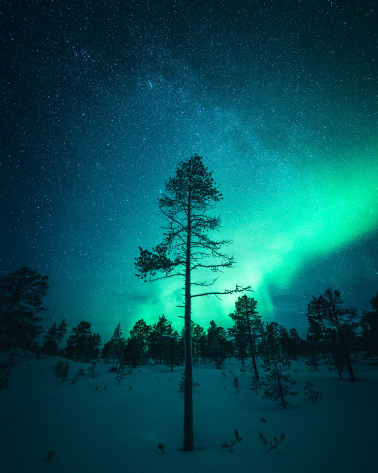 The old pine forests at Ånderdalen Valley turn very mysterious when the Northern Lights dance in the winter night © Steffen Fossbakk