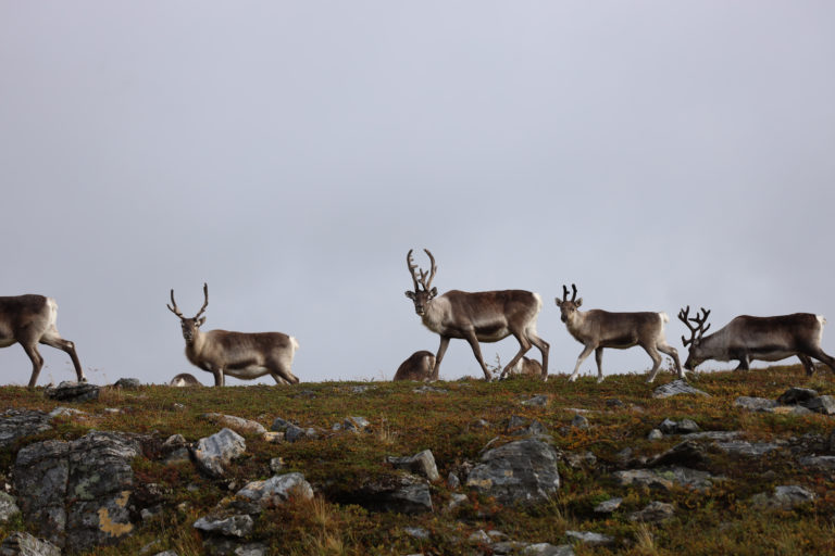 Davvi Siida, Kjøllefjord. Photo: Runar Larsen / Reiselyst