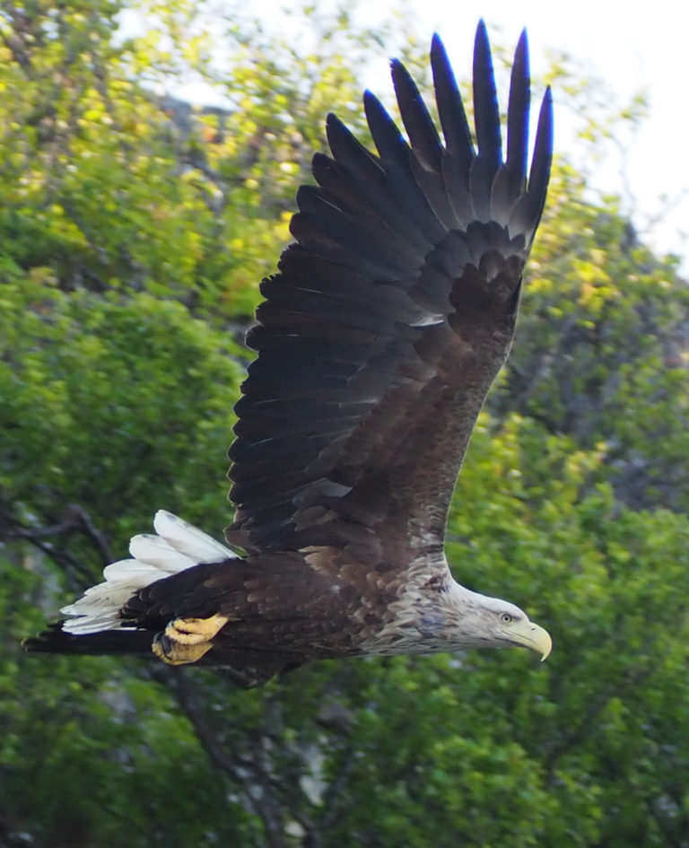 The white-tailed eagle has seen something interesting, and someone is in danger © Explore 70 Degrees