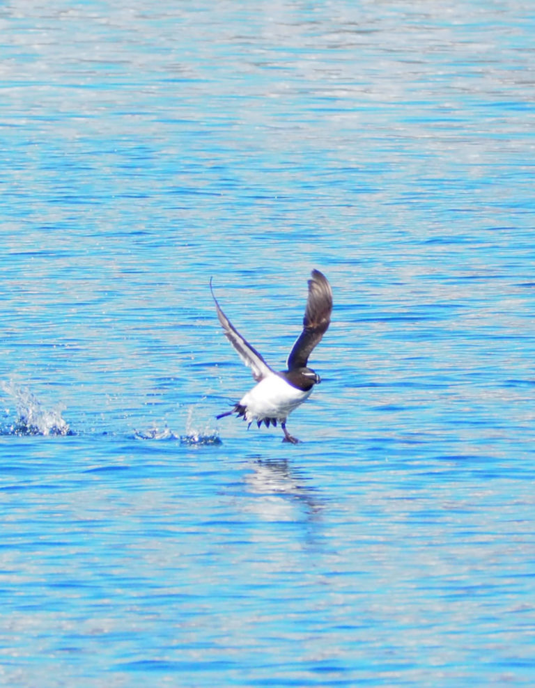 Razorbill working hard to take off © Explore 70 Degrees, Skjervøy