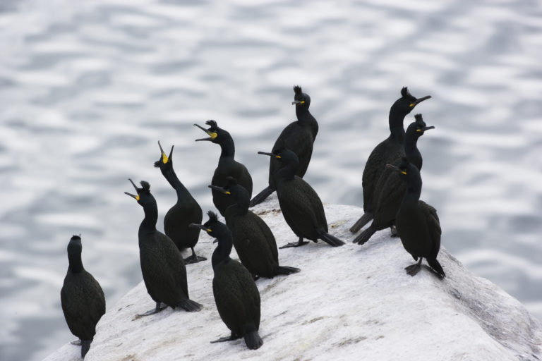 Common Shag (Gulosus aristotelis) at Røst. Photo: Roy Magersnes / nordnorge.dev09.dekodes.no