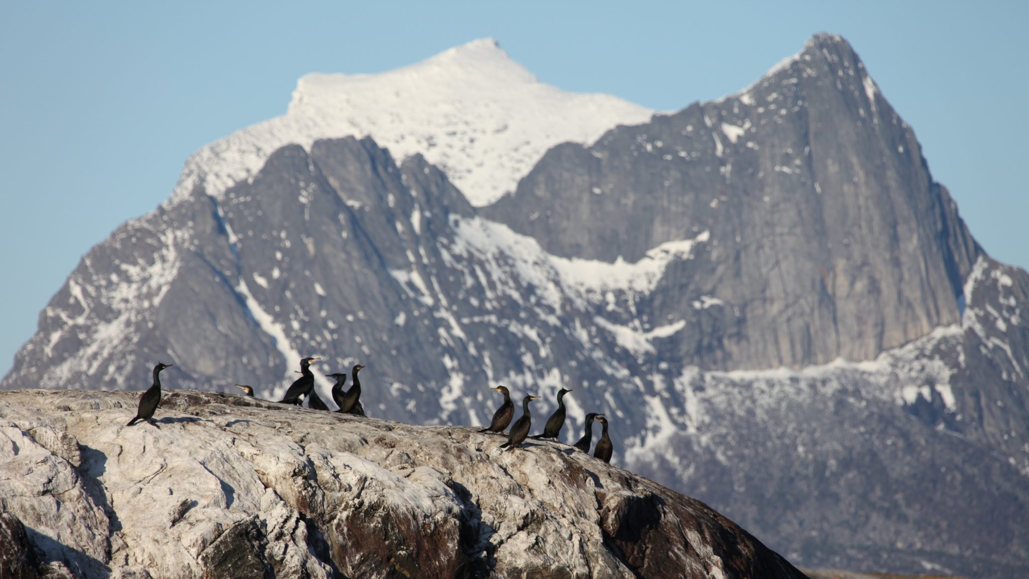 Great cormorant (Phalacrocorax carbo) at Kjerringøy. Photo: Roger Johansen / nordnorge.dev09.dekodes.no