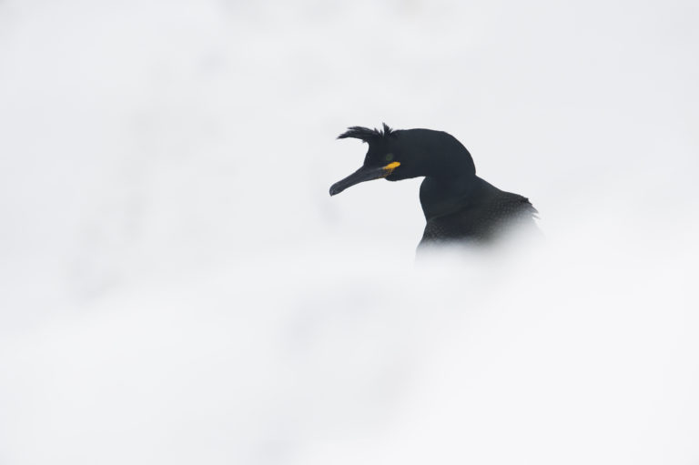 Common shag (Gulosus aristotelis) at Hornøya. Photo: Roy Magersnes / nordnorge.dev09.dekodes.no
