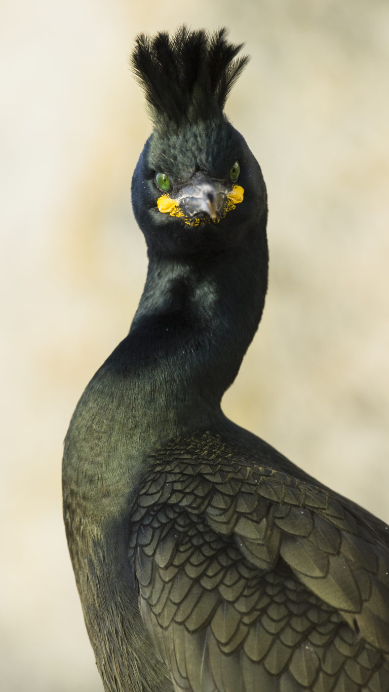 "Make my day, punk!" Common shag (Gulosus aristotelis). Photo: Roy Magersnes / nordnorge.dev09.dekodes.no