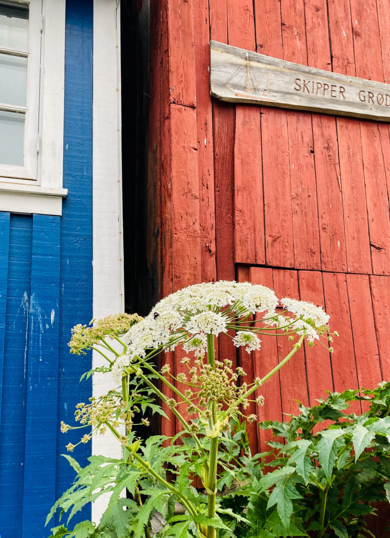 The giant hogweed, nicknamed "Tromsø palm" locally, is a characteristic plant in Tromsø © Knut Hansvold