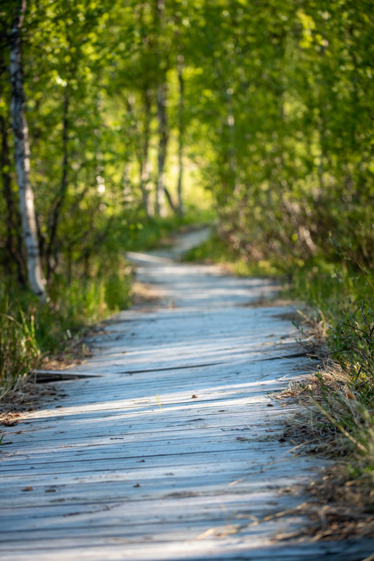 The planks form a greying, easily walkable way to the Nikolaigammen turf hut © Dag Arild Larsen / Midt-Troms museum