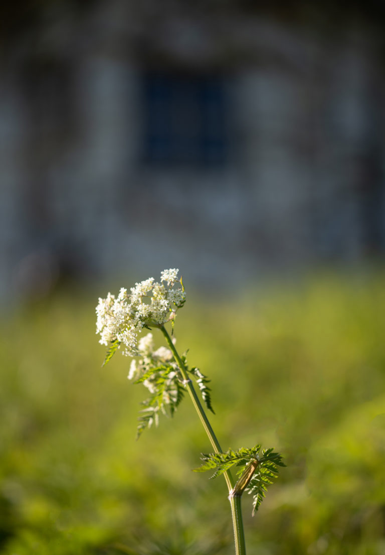 Meadowsweet in the field around the Nikolaigammen turf hut © Dag Arild Larsen / Midt-Troms museum