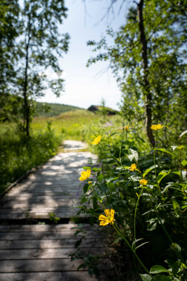 The forest opens and you see the modest houses in the middle of a meadow © Dag Arild Larsen / Midt-Troms museum