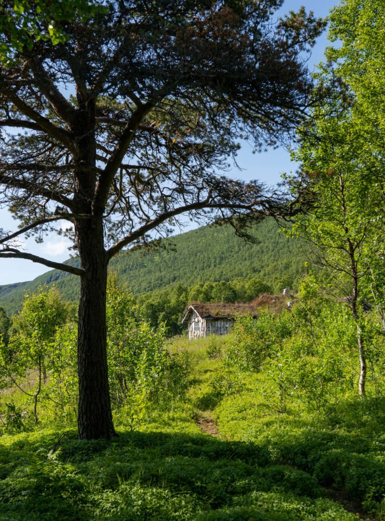 The Nikolaigammen turf hut seems to grow straight out the nature in the Kaperdalen valley © Dag Arild Larsen / Midt-Troms museum