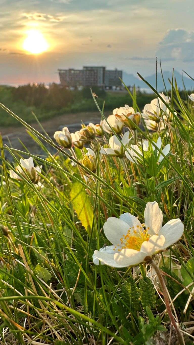 Reinrose flowers in front of Wood Hotel Bodø and Keiserstien. Photo: Roger Johansen / nordnorge.dev09.dekodes.no