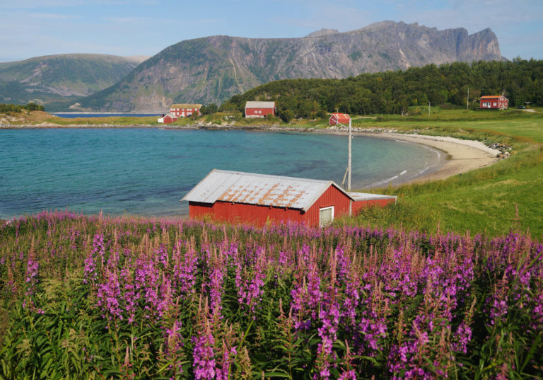 Under the rosebay willowherb - or fireweed - the settlement mound stores more than 2000 years of history © Tore Ruud / Elgsnes